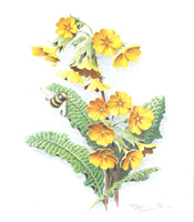 Bennet Florals 4 - 2041