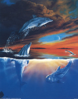 Dolphins Pack of 6 prints size 10 x 8 - 205