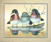 Wood Ducks 3909 Print Size 10 x 8 - 2097