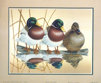 Mallards 3908 Print Size 10 x 8 - 2098