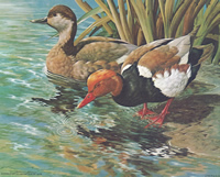 Red Creasted Pochards 56190 Print Size 8 x 10 - 2099