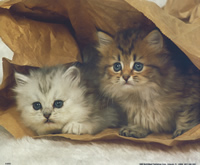 Kittens in Paper Bag 9092 Print Size 10 x 8 - 2148