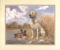 Yellow Labador FL-3840 Print Size 10 x 8 - 2180