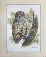 Birds Whisper of Wings Owl 50218 Print Size 10 x 8 - 2272