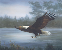 Eagle 11 123-12714 Print Size 10 x 8 - 2274
