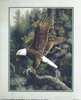 Soaring Eagles 447-18313 Print Size 10 x 8 - 2277