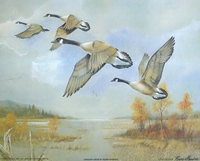 Birds Canadian Geese P10 8140 Print Size 10 x 8 - 2279