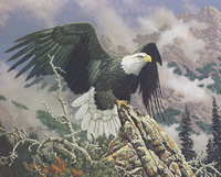 Eagles Domain 5776 Print Size 10 x 8 - 2280