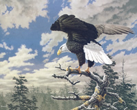 Eagles Domain 2 5777 Print Size 10 x 8 - 2281