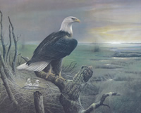 Beauty At Sunrise Eagle 8043 Print Size 10 x 8 - 2282