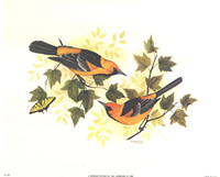 Birds 1 386 Print Size 10 x 8 - 2285