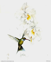 Humming Bird with Flowers 51405 Print Size 10 x 8 - 2291