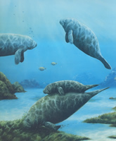 Manatee 1 52126 Print Size 10 x 8 - 2296