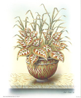 Pot Plant 4 Pack of 5 Prints Size 10 x 8 - 235