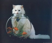 Cat and Fish Bowl C0154 Print Size 10 x 8 - 2453