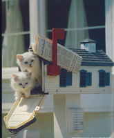 Cat And Mail House 9094 Print Size 10 x 8 - 2485