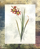 Lxia Tricolor 185 Print Size 10 x 8 - 2486