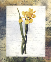 Iris Monnieri 184 Print Size 10 x 8 - 2488
