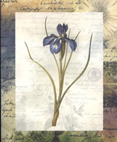 Tulip Oculus-Solis 183 Print Size 10 x 8 - 2490