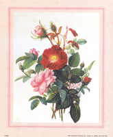 Roses 1110 Print Size 10 x 8 - 2581