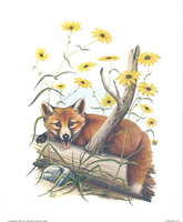 Pee Wee Fox 9250 Print Size 10 x 8 - 2587