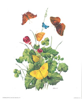 Flower and Butterflies 5 9171 Print Size 10 x 8 - 2626