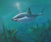 Shark 51704 Print Size 10 x 8 - 2671