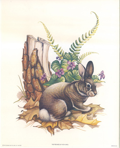 The Peewees P55 9251 Print Size 10 x 8 - 2684