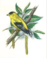 Song Birds 1 P14 990 Print Size 10 x 8 - 2723