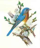 Song Birds 2 P14 987 Print Size 10 x 8 - 2724