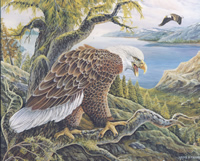 Eagle on A Branch Veiwing 52032 Print Size 8 x 10 - 2755
