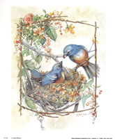 Nesting Birds 1144 Print Size 10 x 8 - 2805