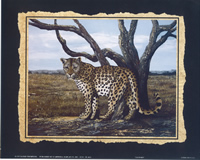 Wildlife 11 Leopard P6 4416 Print Size 10 x 8 - 2851