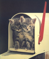 Mail Box Kittens 4703 Print Size 10 x 8 - 2875