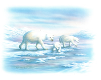Polar Bears Size 10 x 8 - 2927