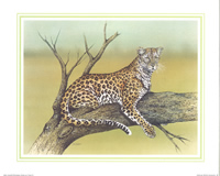 Afican Wild Animals B Size 10 x 8 - 2928