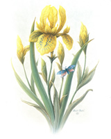 Yellow Iris - 2933