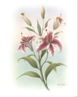Lilies B - 2938