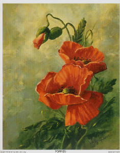 Poppies Pack of 6 Prints Print Size 10 x 8 - 2953