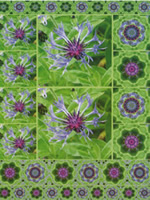 Cornflower A4 Card - 32423