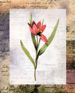 Tulips 182 Print Size 10 x 8 - 3611