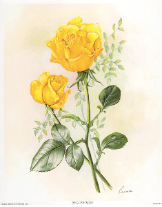Yellow Rose by Reina Pack of 5 Prints Print Size 10 x 8 - 3630