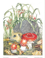 Hedgehog Pack of 6 prints Size7 x 91/2 - 367