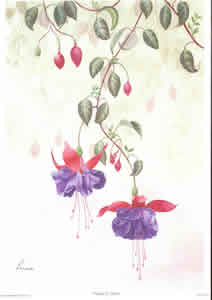 Fuchsias by Reina Pack of 5 prints Size 10 x 8 - 394