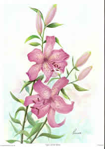 Tiger Lily by Reina Pack of 6 prints Size 10 x 8 - 395