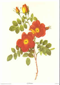 Red Roses Pack of 6 prints Size 10 x 8 - 396