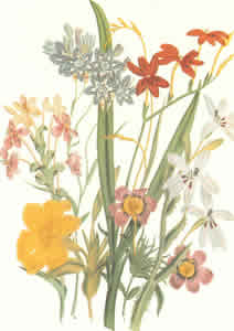 Mixed Florals Pack of 6 prints Size 10 x 8 - 397