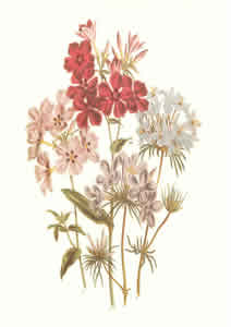 Mixed Flowers Pack of 6 prints Size 10 x 8 - 398