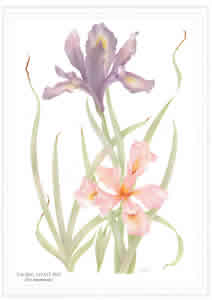 Pacific Coast Iris Pack of 5 prints Size 10 x 8 - 399