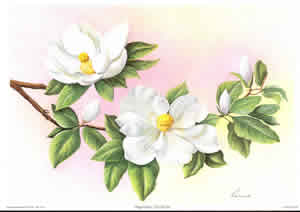 Magnolias 1 By Reina Pack of 6 prints Size 10 x 8 - 402